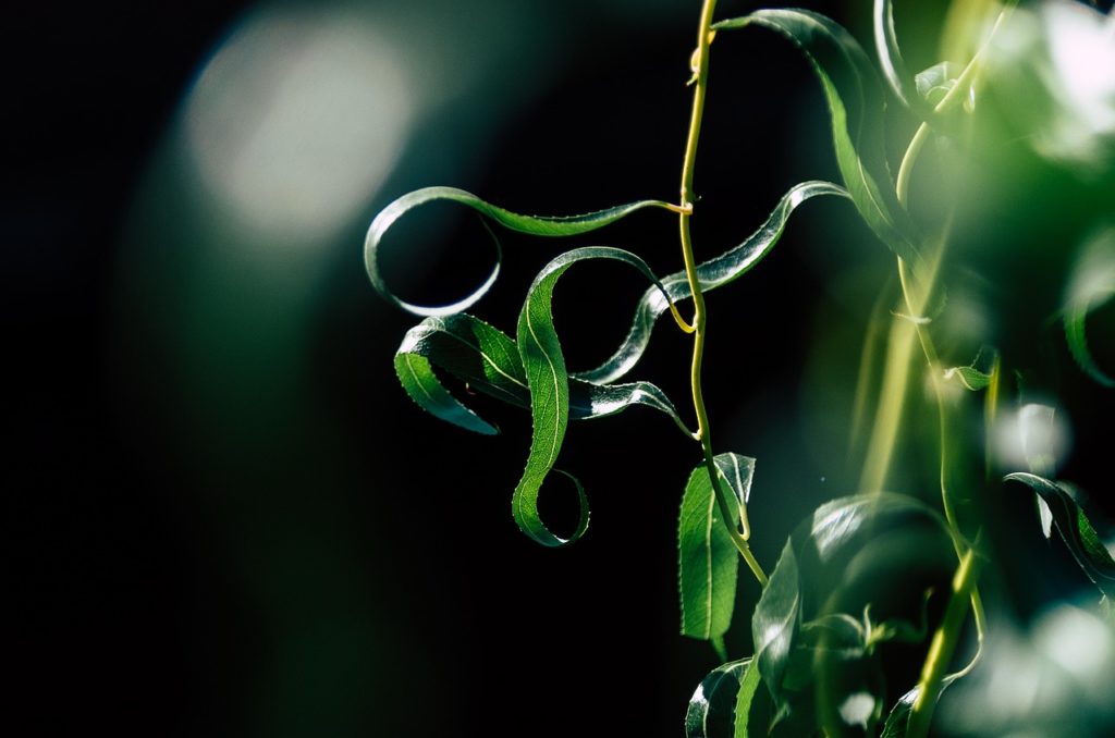 plant, leaves, leaf buds-7874098.jpg